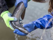 Eine Tierschützerin begutachtet einen verletzten Aal am Ufer des Rheins. Der Aal ist in der Schweiz nicht mehr nur gefährdet, sondern vom Aussterben bedroht. (Bild: KEYSTONE/GAETAN BALLY)