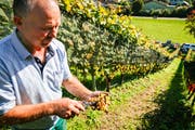 Christian Herzog erklärt bei den Chardonnay-Trauben, wieso Edelfäulnis nicht schlecht ist für den Weisswein. (Bild: Rudolf Hirtl)