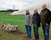 Wollschweine und Turopolien sollen Erdmandelgras bekämpfen. Darauf hoffen Stefan Schuler (Betreuer der Schweine, von links), Gregor Wyss (Landeigentümer) und Guido Leutenegger (Eigentümer der Wildschweine). Bild: PD