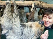 Das heute mit 50 Jahren älteste Faultier der Welt, Paula, in einer Aufnahme aus dem Jahr 2003. Faultiere schlafen bis zu 18 Stunden am Tag. (Bild: Keystone/EPA DPA/WALTRAUD GRUBITZSCH)