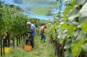 Am Montag wurden bei Otto Rohner die letzten Trauben geerntet. (Bild: Corinne Hanselmann)