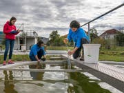 Forscherinnen der Eawag entnehmen Wasserproben aus einem Versuchsteich. (Bild: Thomas Klaper, Eawag)