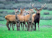 Ein «Platzhirsch» mit seinem Harem. Die Brunftzeit im Herbst ist auch Hochsaison für die Jagd. Bild: Stefan Borkert
