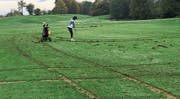 Der Golfrasen hat im Bereich der Bahn Nummer sieben stark gelitten. Die Golferin lässt sich davon aber nicht beeindrucken. (Bild: PD)
