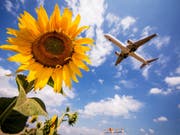 Ein Flugzeug der Lufthansa fliegt am Stuttgarter Flughafen über Sonnenblumen hinweg. In Deutschland sollen künftig Flugreisen teurer und Bahnfahrten im Fernverkehr billiger werden. Die Regierung hat Steueränderungen für das Klimapaket beschlossen. (Bild: Keystone/DPA/CHRISTOPH SCHMIDT)