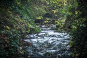 Der Waablingerbach kommt erst im Wald aus der Röhre, davor ist er eingedolt. Das soll sich ändern. (Bild: Reto Martin)