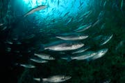 Vor Sloweniens Küste werden Seebarsche in grossen, runden Netzen gezüchtet. Bild: Alamy