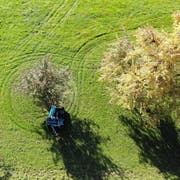 Blick von Oben auf die Birnbäume mit den Fahrspuren der Erntemaschine. (Bild: Mario Testa)