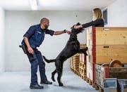 Riesenschnauzer «Harvey» von Samuel Sommer findet eine versteckte Person und bekommt die «Beisswurst» als Belohnung. (Bild: Patrick Hürlimann, Rotkreuz, 17. Oktober 2019)