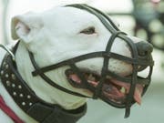 Das Bundesgericht hat den Halter einer Argentinischen Dogge vom Besuch eine Hundekurses befreit. (Bild: KEYSTONE/AP/JOERG SARBACH)