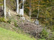 Kurz nach der Auflichtung ist die Fläche neben dem Asthaufen noch kahl. Mit den Jahren entwickelt sich hier eine Strauchschicht. So entsteht neuer Lebensraum für Pflanzen und Tiere. (Bild: Ökobüro Hugentobler AG)