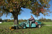 Ueli Glauser sammelt die Birnen unter den grossen Bäumen mit der Maschine ein. (Bild: Mario Testa)