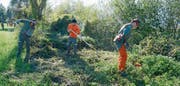 Angehörige der Zivilschutzorganisation Werdenberg verrichten sachgemäss Auslichtungsarbeiten an einem Meliorationsgewässer in Sennwald. Bild: Hansruedi Rohrer