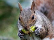 Sind herzig, aber vom Namen her nicht ganz an der Spitze: Eichhörnchen. Deutschlernende mögen das Wort «Gemütlichkeit» noch lieber. (Bild: KEYSTONE/AP/ROBERT F. BUKATY)