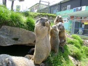 Ein Bild aus dem Jahr 2011: Stolz präsentieren sich die Murmeli im Gehege. (Bild: PD)