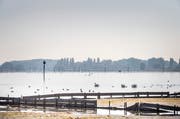 Der Untersee (im Bild beim Ermatinger Horn) ist ein beliebtes Überwinterungsgebiet für Zugvögel. (Bild: Andrea Stalder)