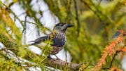 Der Tannenhäher, ein faszinierender Krähenvogel. (Bild: Fredy Buchmann)