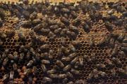 Die Bienen starben wegen eines verbotenen Insektenmittels. (Bild: Keystone)
