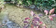 Der Zuzwiler Dorfbach wird vorläufig weiter in seinem bestehenden Gerinne fliessen. Wann der Hochwasserschutz erneut angegangen wird, ist offen.Bild: Andrea Häusler
