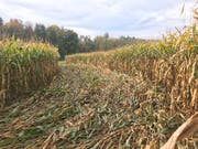 Beim Maisfeld bei Lamperswil entstand Flurschaden von mehreren tausend Franken (Bild: Kapo TG)