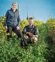 Karin und Roland Lenz in einem Weinberg mit Jungreben und ökologischen Ausgleichsflächen. (Bild: Reto Martin / Uesslingen-Buch, 17. Oktober 2019)