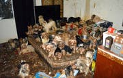 Fälle wie dieser: 2017 wurden in den USA mehr als 170 Yorkshire Terrier und Mischlinge in einem Haus in San Diego entdeckt. (Bild: Keystone)