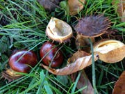 ...streuen derzeit auch ihre Früchte grosszügig auf die Rasenflächen am Rand der westlichen Innenstadt. (Bilder: Reto Voneschen - 16. Oktober 2019)