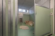 Der Siberian Husky «Mojak» schaut sich in einer der ausgebauten Hundeboxen im Tierheim an der Ron in Root um. Durch die Hundetür (hinten) können die Hunde nach Belieben in den Aussenbereich gelangen. (Bild: Pius Amrein, Root, 22. Oktober 2019)