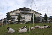 Profilstangen deuten den geplanten Neubau der Betagtensiedlung Huwel seit Monaten an. Die Schafe kümmerts nicht. (Bild: Matthias Piazza, Kerns, 18. Oktober 2019)