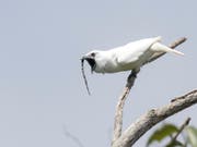 Zapfenglöckner-Männchen schreien so laut wie kein anderer Vogel. (Bild: Anselmo d'Affonseca)