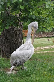 Krauskopfpelikan (Quelle: Susi Schildknecht)