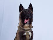 Geheimhaltung für das Bild eigens aufgehoben: Der Hund, der bei der Verfolgung al-Bagdadis verletzt wurde. Sein Name bleibt aber weiter geheim. (Bild: KEYSTONE/AP The White House)
