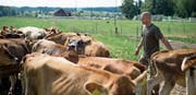 Die Neubaupläne von Landwirt Martin Schuler, im Bild mit seinen Jersey-Rindern, geben zu reden. (Bild: Maria Schmid, Drälikon, 11. Juli 2018)