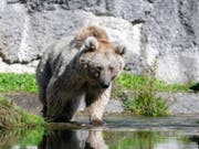 Braunbärin Laila streift im Natur- und Tierpark Goldau durch ihr neues Revier. (Bild: Natur- und Tierpark Goldau)