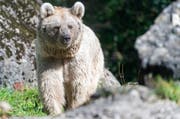 Laila ist 28 Jahre alt und kommt aus dem Zoo Münster. (Bild: Natur- und Tierpark Goldau)