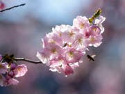 Im Mai blühen Obstbäume und Wiesen im Schweizer Mittelland. Wegen der schlechten Witterung im Mai 2019 konnten die Bienen jedoch nicht genug Nektar sammeln. (Bild: KEYSTONE/ANTHONY ANEX)