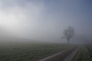 Immer weniger Nebel: Die Folge von mehr Bewölkung in den oberen Luftschichten. (Bild: PD)