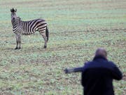 Vor der Flinte des Jägers: Das bei einem Zirkus ausgebüxte Zebra im ostdeutschen Tessin. (Bild: KEYSTONE/AP DPA/BERND W'STNECK)