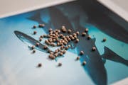 (Bild: Manuela Jans-Koch, Root, 19. September 2019)
