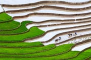Herkömmlicher Reisanbau mit über Monate im Wasser stehenden Feldern wie hier in Vietnam produziert viel Methan. (Bild: Keystone)