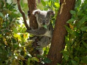 Ein junger Koala isst Blätter in einem Wildpark bei Brisbane in Australien. (Bild: KEYSTONE/EPA/DAVE HUNT)