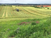 Vom Artenschwund betroffen sind vor allem Wiesen in der Nähe zu stark landwirtschaftlich genutzten Flächen. (Bild: Dr. Ulrike Garbe / Landesamt für Umwelt, Brandenburg)