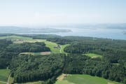 Blick vom Seerücken über den Untersee. (Bild: Mario Testa)