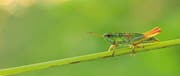 Insektenarten, wie diese Kleine Goldschrecke, sind in ihren Beständen deutlich zurückgegangen. (Bild: Universität Ulm)