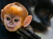 Im Taronga-Zoo in Sydney ist ein sehr seltener Tonkin-Schwarzlangur zur Welt gekommen. Das ungewöhnliche orange Fell wird in wenigen Wochen genauso dunkel sein wie das der Mutter (Bild: Taronga-Zoo Sydney)