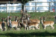 Hirschenzucht auf dem Bauernhof von Barbara Lang in Hellbühl. (Bild: Dominik Wunderli, 3. Oktober 2019)