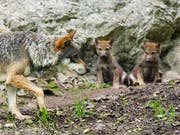 Jungwölfe mit ihrer Mutter im Juraparc: Im Gegensatz zu einem Bündner Wolfsrudel, das nun teilweise abgeschossen werden soll, riskieren diese Wölfe nichts. (Bild: KEYSTONE/JEAN-CHRISTOPHE BOTT)