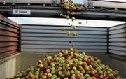 In jeder Saison nutzen rund 200 Landwirte die Obstannahmestelle in Waldkirch. (Bild: Alexa Maier)