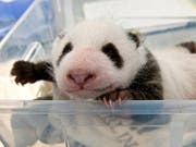 Schon 1400 Gramm schwer: Eines der beiden Panda-Jungen beim Wägen im Zoo Berlin. (Bild: Zoo Berlin)