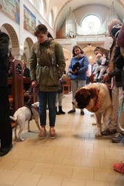 Die Vierbeiner beschnuppern sich in der katholischen Kirche. (Bild: Markus Bösch)